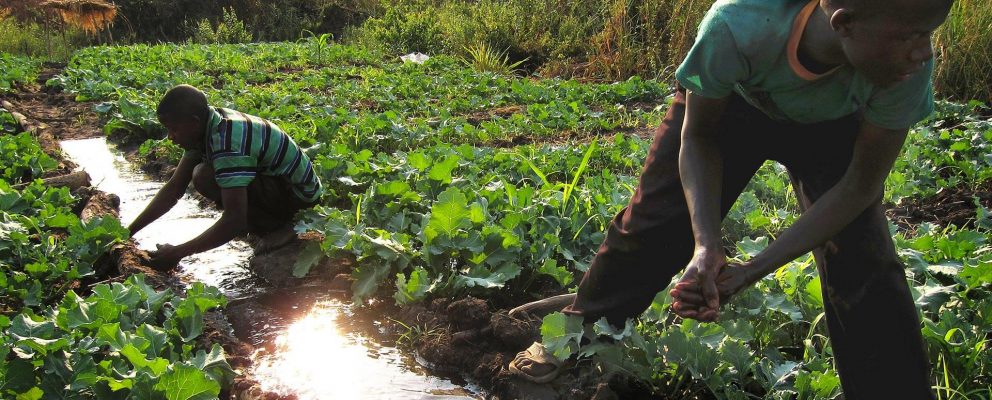 Men working in field